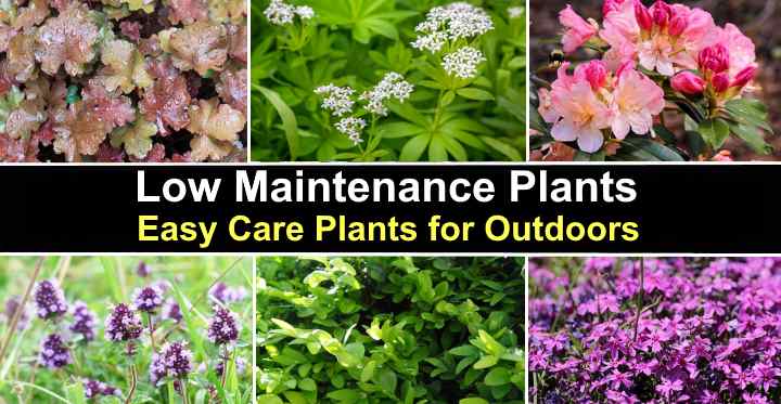 Bloomscape Low-Maintenance Plants